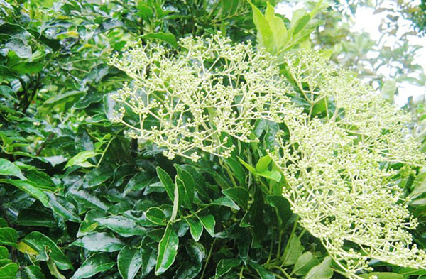 Đột phá mới: Dược liệu quý ngàn năm cứu tinh cho người xơ gan, ung thư gan - 1