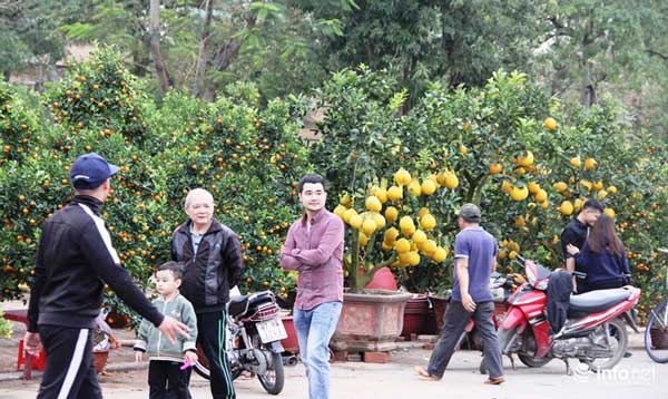 "Đã mắt" ngắm cây quýt cổ thụ giá gần trăm triệu đồng ở thành Vinh - 1