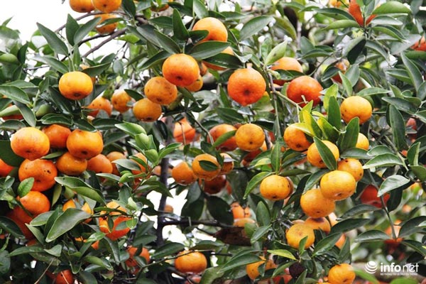 "Đã mắt" ngắm cây quýt cổ thụ giá gần trăm triệu đồng ở thành Vinh - 10