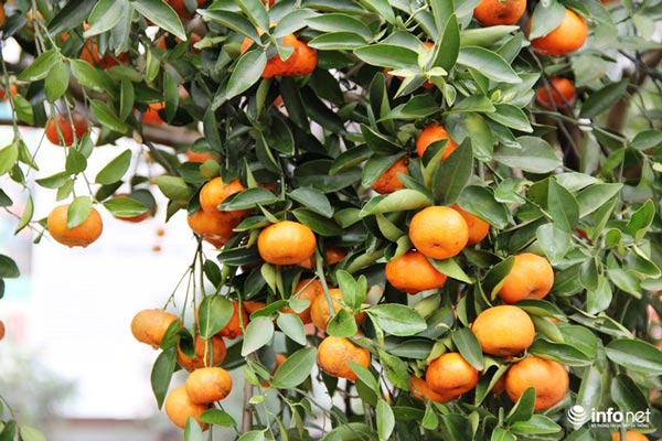 "Đã mắt" ngắm cây quýt cổ thụ giá gần trăm triệu đồng ở thành Vinh - 12