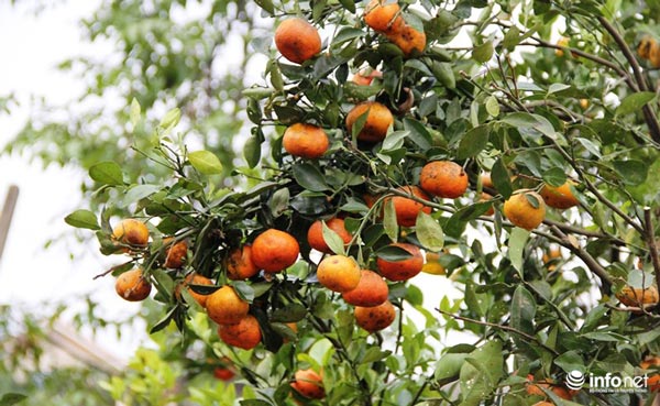 "Đã mắt" ngắm cây quýt cổ thụ giá gần trăm triệu đồng ở thành Vinh - 13