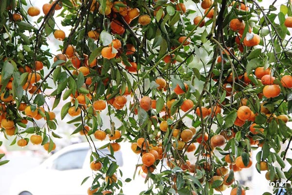 "Đã mắt" ngắm cây quýt cổ thụ giá gần trăm triệu đồng ở thành Vinh - 14