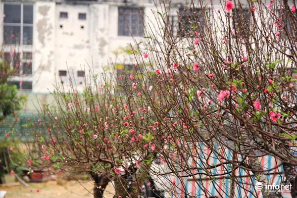 "Đã mắt" ngắm cây quýt cổ thụ giá gần trăm triệu đồng ở thành Vinh - 15