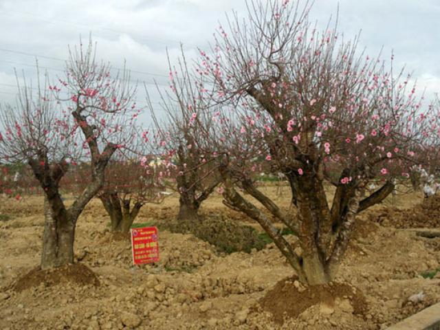 Kinh doanh - Đến làng đào "khủng" nghe kể chuyện người làm giàu, kẻ trắng tay