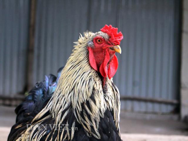 Thị trường - Tiêu dùng - Sính ngoại: 15 triệu đôi gà, đại gia vẫn xuống tiền vì "hàng độc"