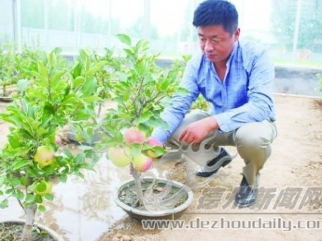 Thị trường - Tiêu dùng - Đút túi gần 700 triệu/tháng nhờ cây "lùn tịt" gây sốt ở Việt Nam