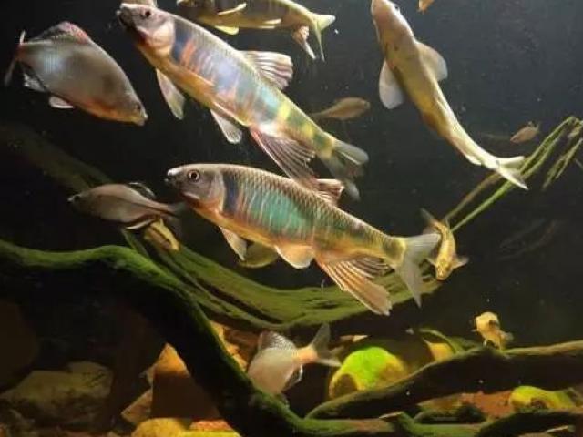 Thị trường - Tiêu dùng - Tăng giá gấp nghìn lần, loại cá dành cho con nhà nghèo vẫn không hết hot