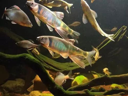 Tăng giá gấp nghìn lần, loại cá dành cho con nhà nghèo vẫn không hết hot - 1