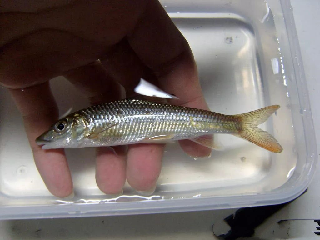 Tăng giá gấp nghìn lần, loại cá dành cho con nhà nghèo vẫn không hết hot - 2