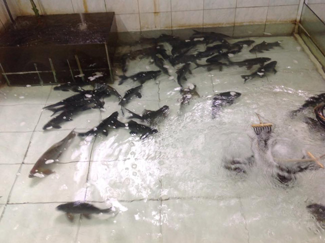 Theo thông tin từ Trung tâm Quốc gia giống thủy sản nước ngọt miền Bắc, hiện tại đã nhân giống thành công loài cá anh vũ và đã chuyển giao công nghệ sản xuất cho Phú Thọ.