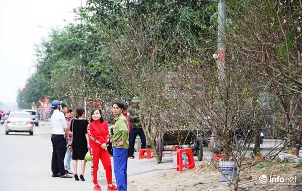 "Đã mắt" ngắm cây quýt cổ thụ giá gần trăm triệu đồng ở thành Vinh - 2