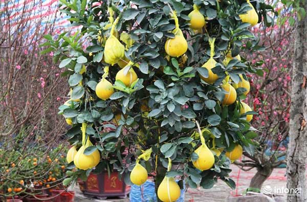 "Đã mắt" ngắm cây quýt cổ thụ giá gần trăm triệu đồng ở thành Vinh - 3