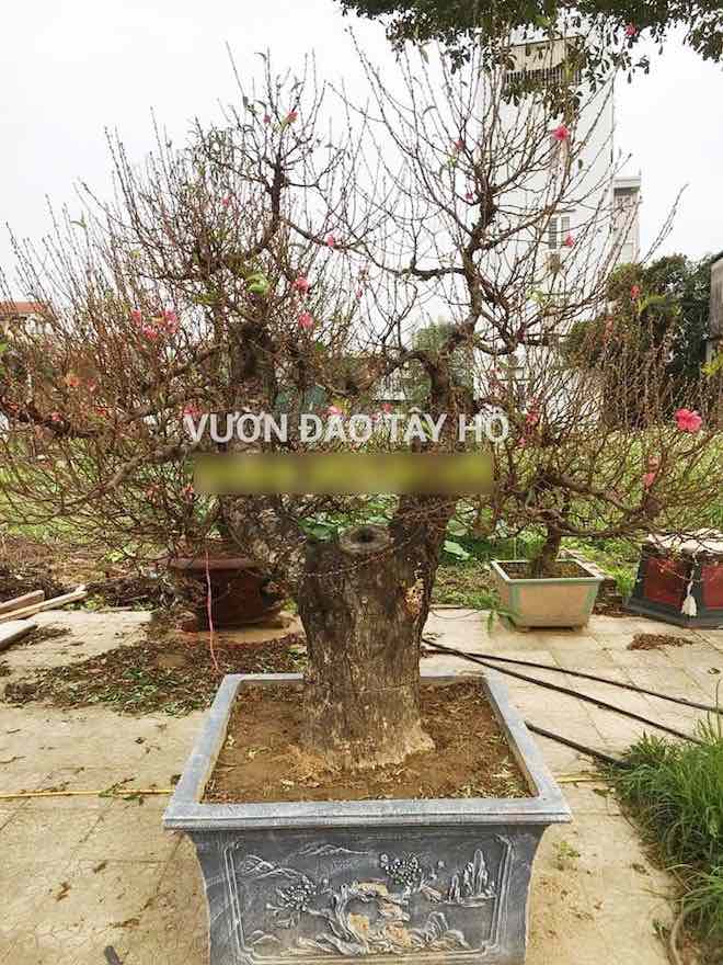 Đi chợ online sắm đào, mai chơi Tết - 2