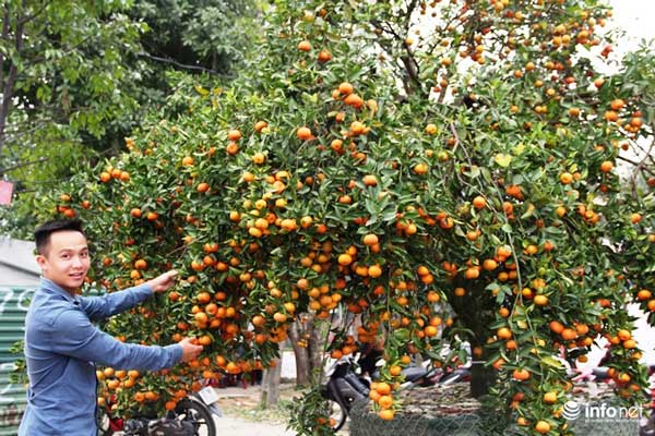 "Đã mắt" ngắm cây quýt cổ thụ giá gần trăm triệu đồng ở thành Vinh - 6
