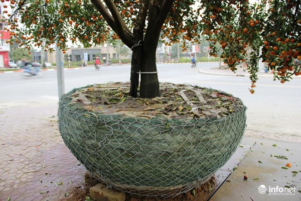 "Đã mắt" ngắm cây quýt cổ thụ giá gần trăm triệu đồng ở thành Vinh - 7