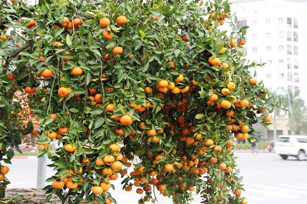 "Đã mắt" ngắm cây quýt cổ thụ giá gần trăm triệu đồng ở thành Vinh - 8