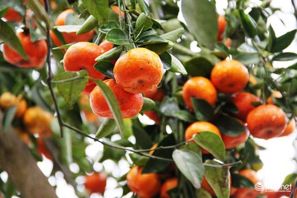 "Đã mắt" ngắm cây quýt cổ thụ giá gần trăm triệu đồng ở thành Vinh - 9