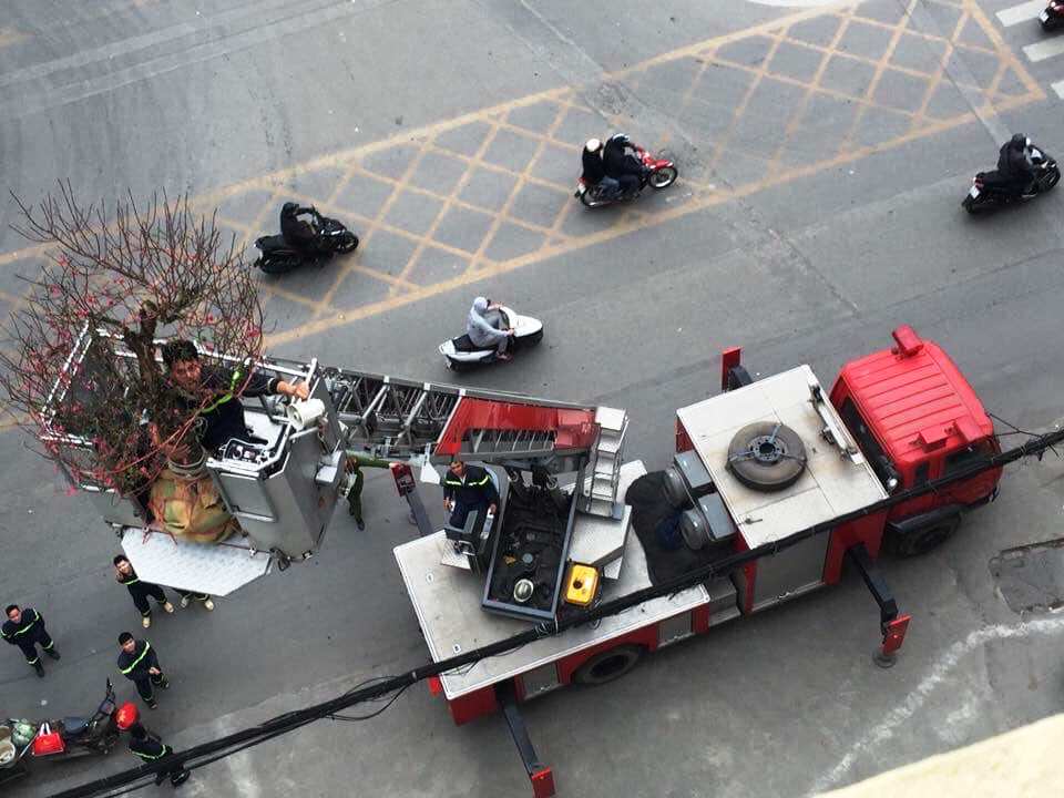 Cục trưởng Cục PCCC nói về việc xe chữa cháy cẩu cây hoa đào - 1