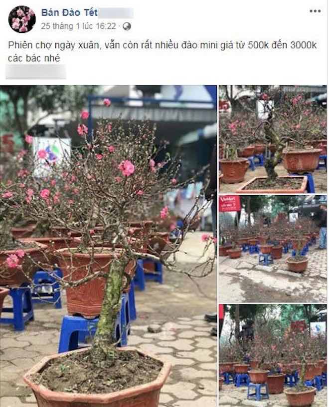 Đi chợ online sắm đào, mai chơi Tết - 1