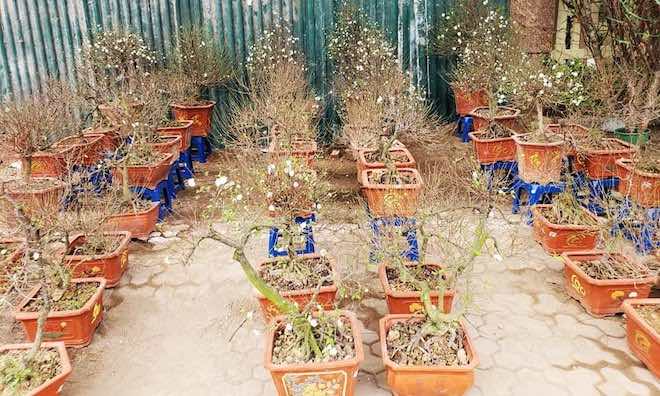 Đi chợ online sắm đào, mai chơi Tết - 3