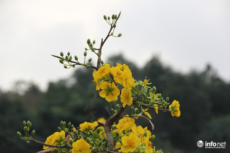 "Đã mắt" ngắm cây quýt cổ thụ giá gần trăm triệu đồng ở thành Vinh - 16