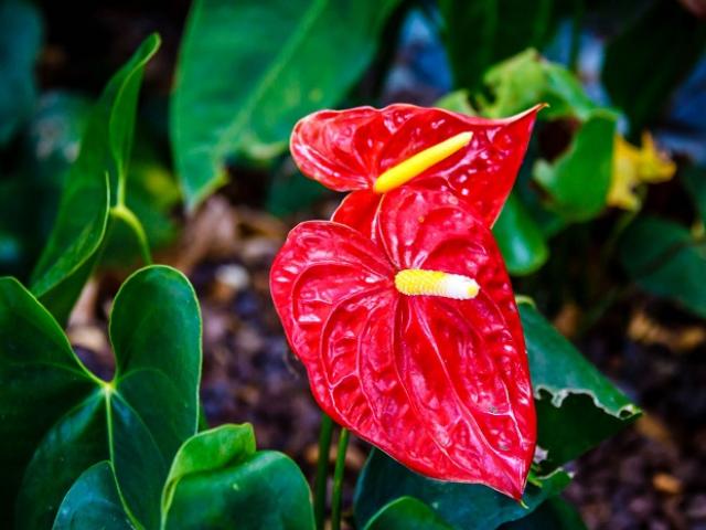 Sức khỏe đời sống - Chơi hoa tết, hoa nào có độc?