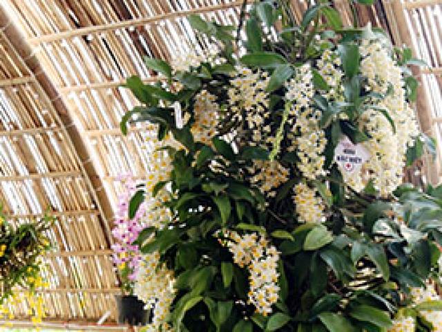 Tin tức trong ngày - Nóng 24h qua: Lan thủy tiên đoạt giải đặc biệt dù bị xén mất gần một nửa