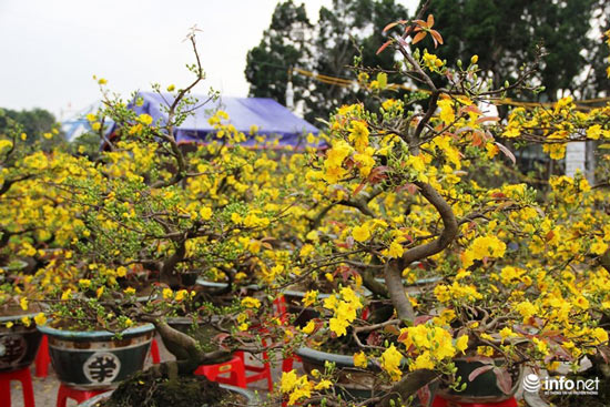 "Đã mắt" ngắm cây quýt cổ thụ giá gần trăm triệu đồng ở thành Vinh - 17