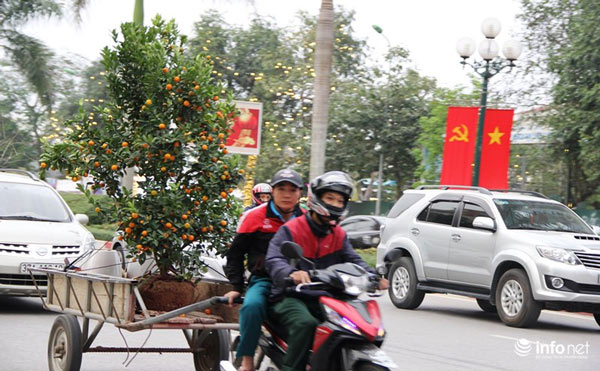 "Đã mắt" ngắm cây quýt cổ thụ giá gần trăm triệu đồng ở thành Vinh - 18