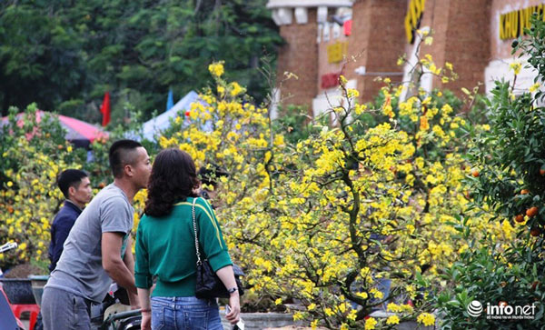 "Đã mắt" ngắm cây quýt cổ thụ giá gần trăm triệu đồng ở thành Vinh - 19