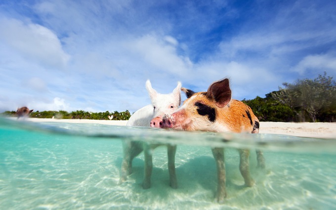 Thiên đường đảo lợn trở thành địa điểm du lịch hot nhất năm Kỷ Hợi - 1