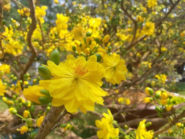 Công nghệ thông tin - Những bài thơ về hoa đào, hoa mai hay nhất Tết 2019 cho dân mạng