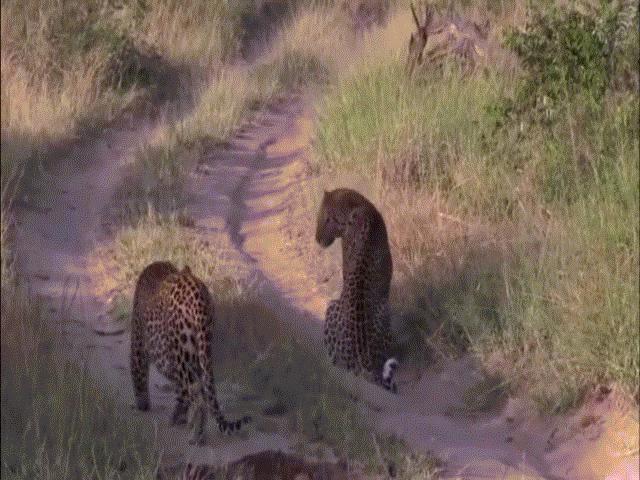 Thế giới - Video: Báo hoa mai xâm phạm lãnh thổ đồng loại và kết cục nảy lửa