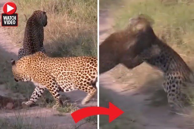 Video: Báo hoa mai xâm phạm lãnh thổ đồng loại và kết cục nảy lửa - 1