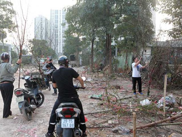 Tin tức trong ngày - Người dân đi "mót" đào rừng tại Hà Nội ngày cuối năm