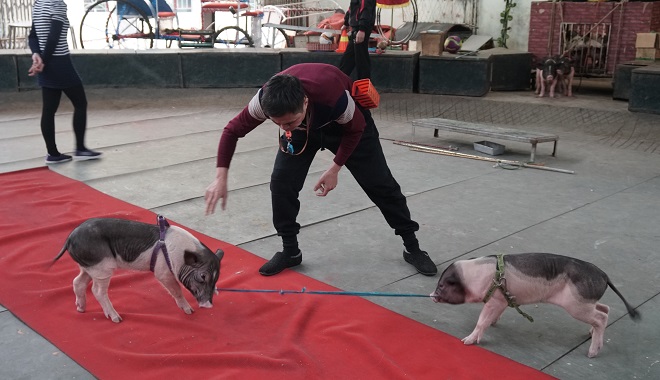 Tết Kỷ Hợi 2019, xem những “nghệ sĩ” lợn diễn xiếc điêu luyện - 1