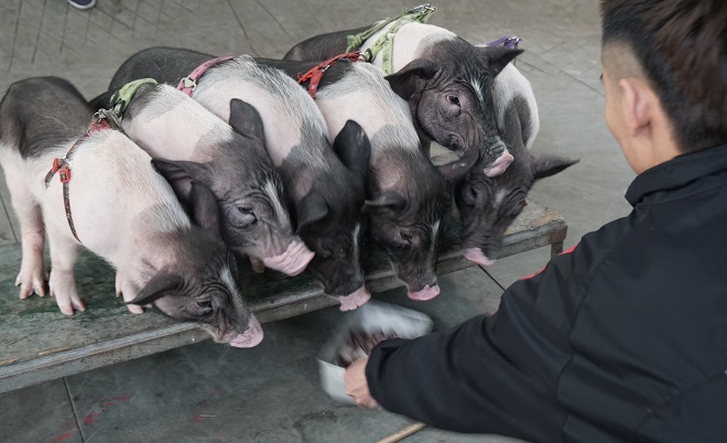 Tết Kỷ Hợi 2019, xem những “nghệ sĩ” lợn diễn xiếc điêu luyện - 2