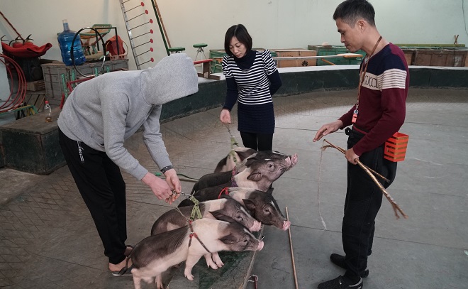 Tết Kỷ Hợi 2019, xem những “nghệ sĩ” lợn diễn xiếc điêu luyện - 3