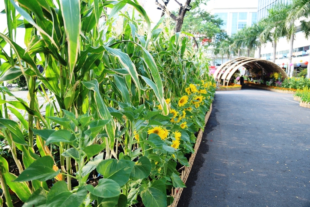 Hình ảnh làng quê tại hội hoa xuân khiến nhiều người “mê mệt” ở Sài Gòn - 6