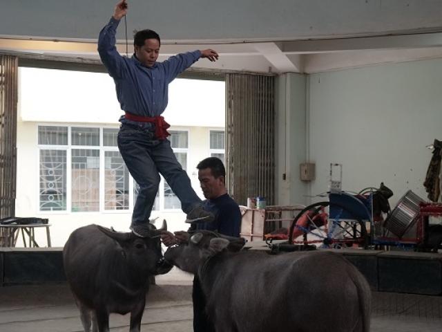 Tin tức trong ngày - Người đưa “đầu cơ nghiệp” lên sân khấu xiếc Việt Nam