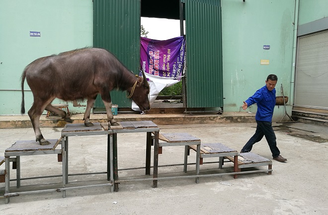Người đưa “đầu cơ nghiệp” lên sân khấu xiếc Việt Nam - 3