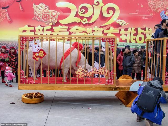 TQ: Vua lợn nặng gần 1 tấn được tôn thờ dịp năm mới Kỷ Hợi 2019