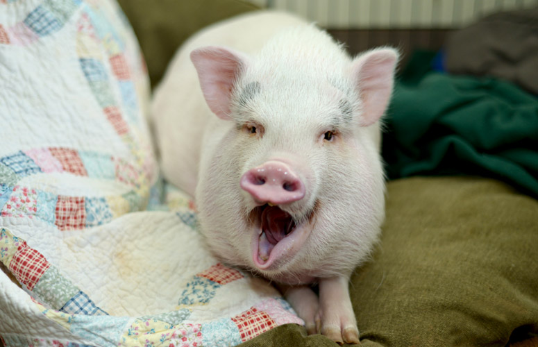 5 lý do nên nuôi lợn làm thú cưng trong nhà - 1