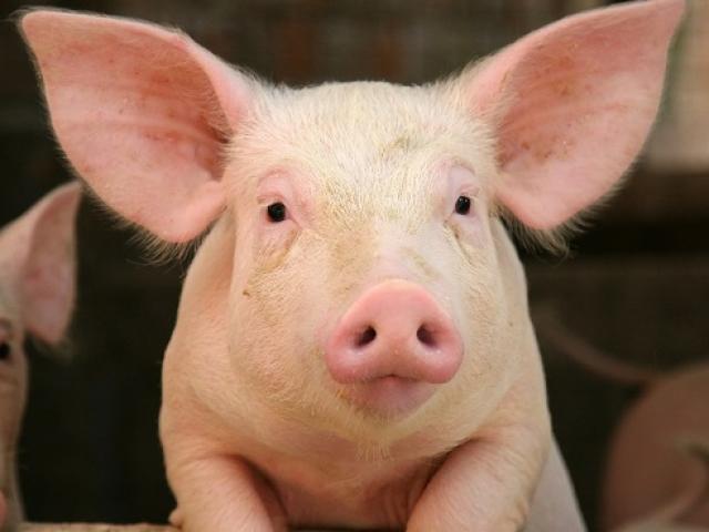 Thế giới - 5 lý do nên nuôi lợn làm thú cưng trong nhà