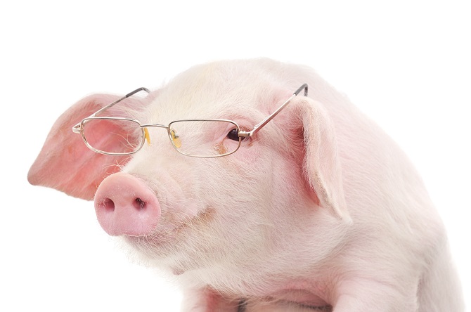 9 điều đáng ngạc nhiên cho thấy chúng ta hiểu sai về loài lợn như thể nào - 1