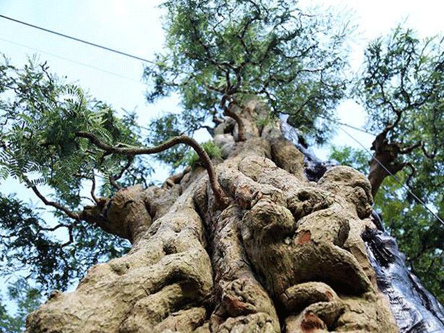 Tin tức trong ngày - Ngắm cặp me “phụ tử đoàn viên” giá bạc tỷ tại “khu nhà giàu” Sài Gòn