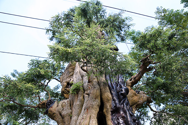 Ngắm cặp me “phụ tử đoàn viên” giá bạc tỷ tại “khu nhà giàu” Sài Gòn - 6