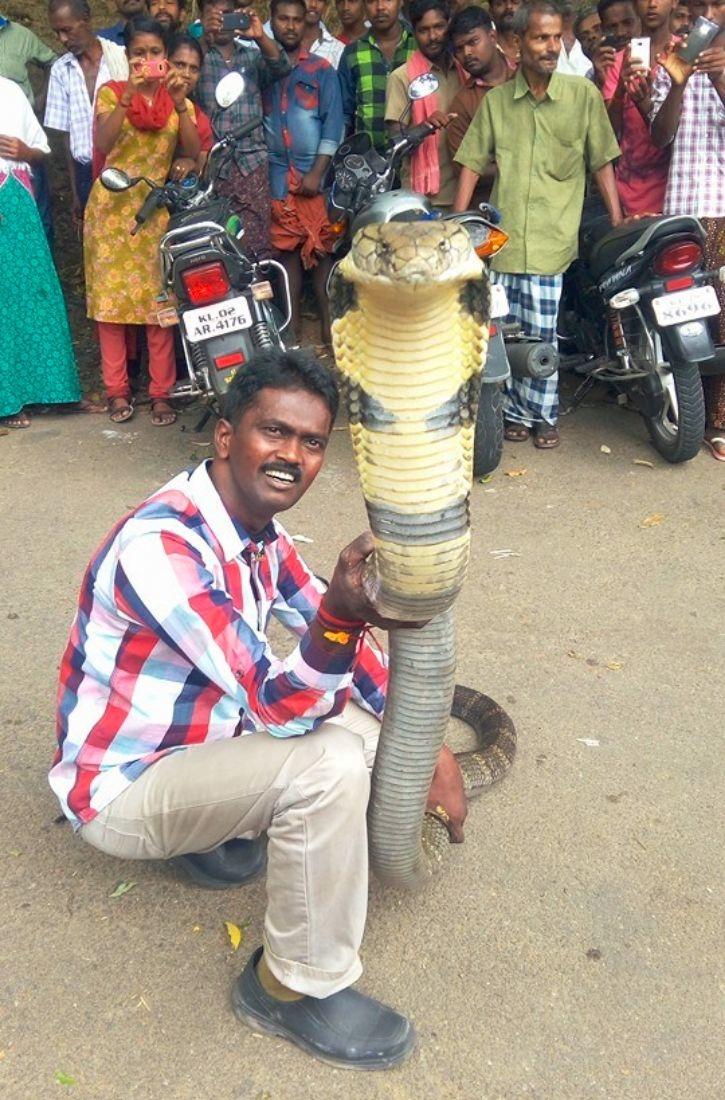 Người đàn ông bị rắn cắn gần 4.000 lần, chuyên tay không bắt rắn khổng lồ - 3