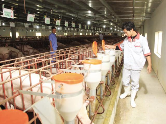 Thị trường - Tiêu dùng - Sướng như lợn thời 4.0: Được nghe nhạc, ăn thảo dược, ở "chung cư"