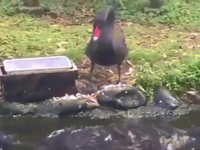 Media - Kỳ lạ cả đàn cá 'xếp hàng' chờ vịt đút thức ăn